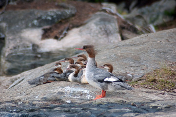 Common Merganser