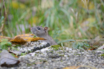 Ratte im Garten