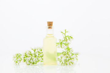 Essence of flowers on table in beautiful glass jar