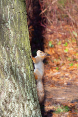 Naklejka na ściany i meble squirrel rises up the tree