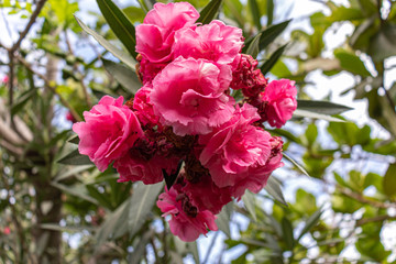 pink flowers in the garden