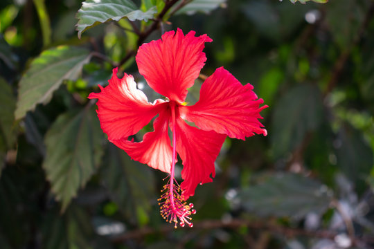 FLOWER CUCARDA IN ELJARDIN
