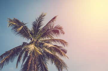 Fototapeta na wymiar Coconut and palm tree on blue sky. vintage filter
