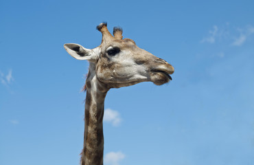 Obraz premium Żyrafa głowa przeciw błękitne niebo