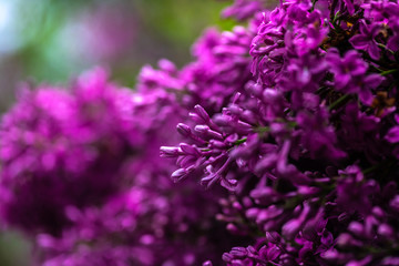 Obraz premium Lilac garden trees under the rain nature spring time botany 