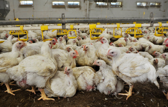 Farm for growing broiler chickens
