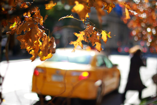 New York leaves changing colors with somebody leaving a taxi in the background