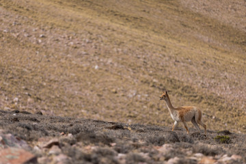 Llama 13