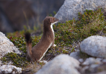 animal weasel in the mountains