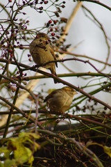Wróbel ,ptak , ptak na drzewie