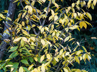 Rameaux brun rouge garnis de feuilles oblongues vert et jaune clair de l'érable à feuilles de charme en début d'automne (Acer carpinifolium)