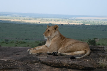 Fototapeta na wymiar lioness with panoramic view of massai mara