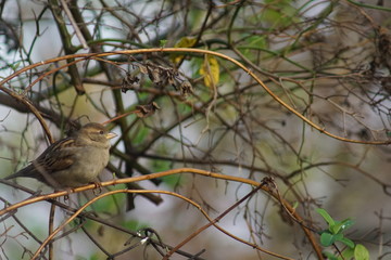 Wróbel ,ptak jesienią ,wróbel na krzewie