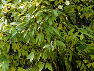 Rameaux garnis de feuilles oblongues vert et jaune clair de l'érable à feuilles de charme en début d'automne (Acer carpinifolium)