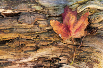 Orange reddish autumn single Maple Leaf on natural old wood. Fall season motive. Back to Nature concept. With copy space. Blank for text.