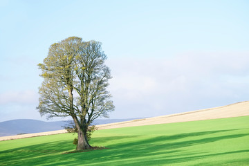 Fototapeta na wymiar Single lonely tree in summer on farm field after harvest on green meadow
