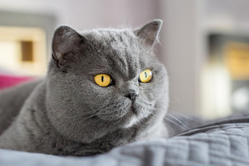 Britisches Kurzhaar Katze liegt auf einer grauen Decke