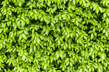 Green leaf background