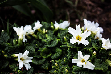 Fototapeta na wymiar White primroses of a spring garden.
