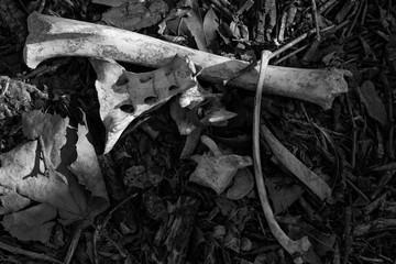 Naklejka premium Pile of large wild animal bones on the ground in autumn forest on a sunny day. Back to Nature concept.