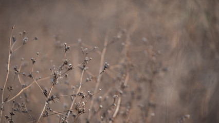 Leaves of grass in the autumn forest