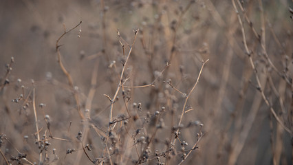 Leaves of grass in the autumn forest