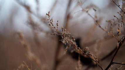Plant branch in the autumn forest