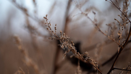 Plant branch in the autumn forest