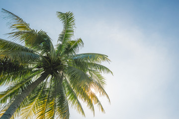 Naklejka na ściany i meble Coconut tree and blue sky