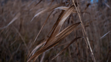 Obraz premium Reed branches in the autumn forest
