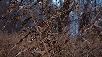 Reed branches in the autumn forest