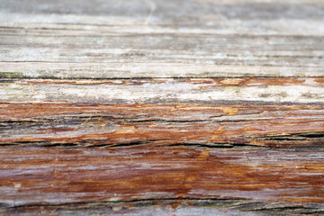 Texture of the bark of an old eucalyptus
