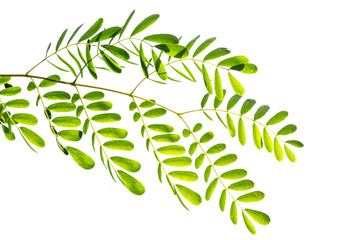 Acacia leaves isolated on white background.
