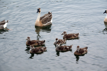 Nilgans-Familie