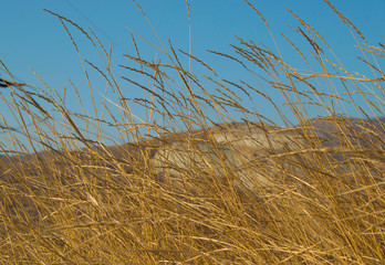 tall grass and blue sky