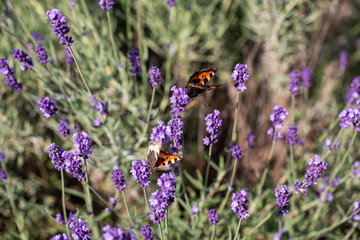 Colorful Butterfly on the blooming lavender flowers