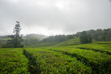 Fototapeta premium A Misty Day on the Tea Fields