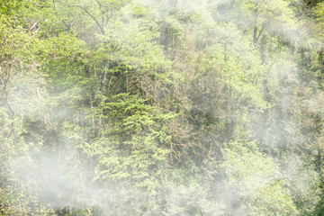 Thick green forest on a hillside in the morning fog.