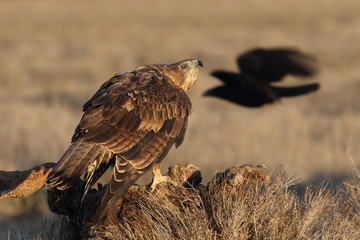 Two years old female of Bonelli´s Eagle, Aquila fasciata