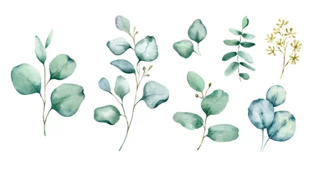 Aquarell handgemalte botanische Illustration. Die Äste und Blätter des blauen Eukalyptus. Tropische Elemente isoliert auf weißem Hintergrund für Design im Grünen. Stil. © Lora