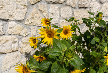 Blooming sunflowers against the background of a limestone wall