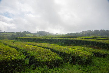 Fototapeta na wymiar A Misty Day on the Tea Fields