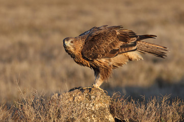 Two years old female of Bonelli´s Eagle early in the morning