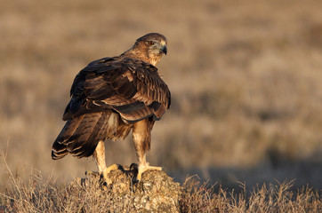 Two years old female of Bonelli´s Eagle, Aquila fasciata, raptors, birds