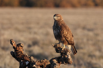 Common buzzard early in the morning, Buteo buteo