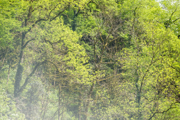 Fototapeta premium Thick green forest on a hillside in the morning fog.