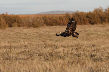 Five years old female of Spanish Imperial Eagle flying, eagles, birds