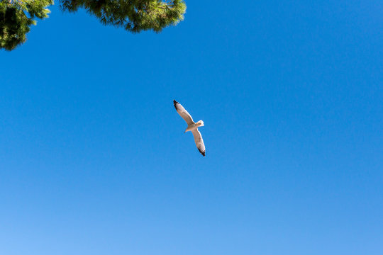 A white seagull flies spread its wings against a bright blue sky on a sunny day in the corner of a coniferous tree branch in Italy