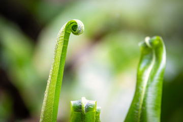 Fern Asplenium scolopendrium, known as hart's-tongue fern, Phyllitis scolopendrium.
