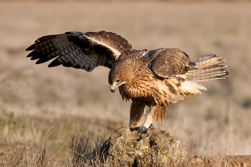 Two years old female of Bonelli´s Eagle with the first sunrise lights, Aquila fasciata